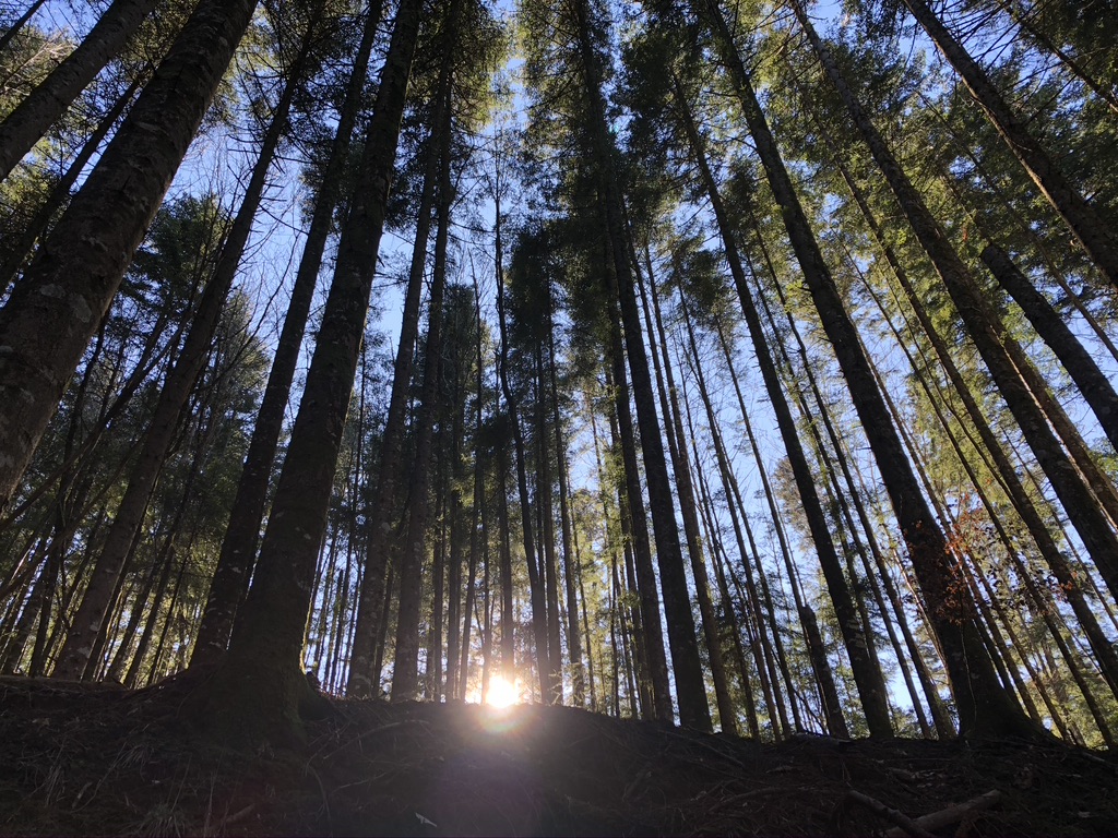 Dalla città alla foresta